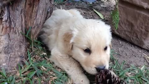 Perrito cachorrito