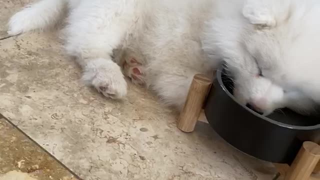 Adorable puppy literally falls asleep in water bowl