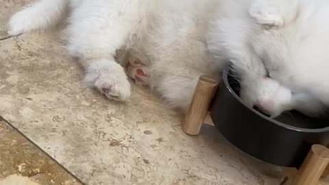 Adorable puppy literally falls asleep in water bowl