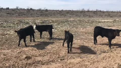 Solid mouth Angus pair/heavy bred.