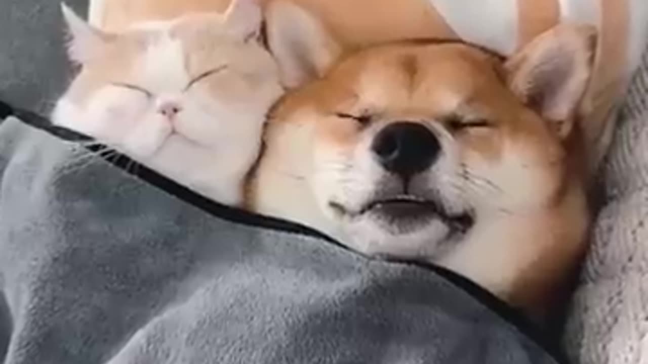 Cat😺 and dog 🐕