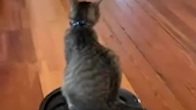 Cat Rides Vacuum Around the House