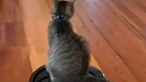 Cat Rides Vacuum Around the House