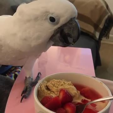 Cardinal bird eats delicious dessert salad