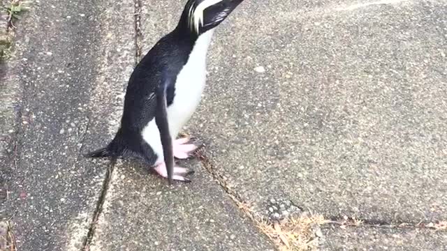 Friendly Penguin Hops Across The Street To Greet Passengers