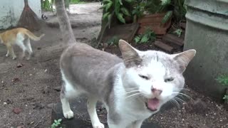 Tom Cat is having his lunch today with nature