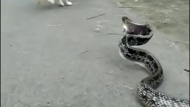 cat vs snake