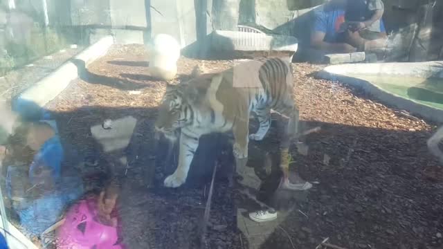 UNEXPECTED Animal ATTACKS AFVs