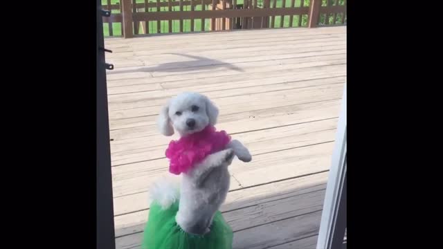 Hula Poodle Shakes It