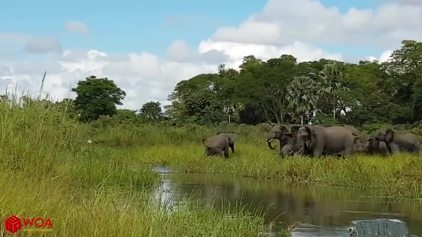 Amazing Elephant Save Baby Elephant From Crocodile Hunting !