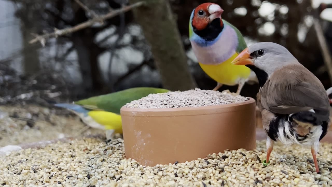 gouldian finch