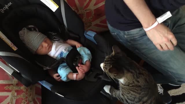 Cats Meeting Babies For The First Time <NEW Compilation