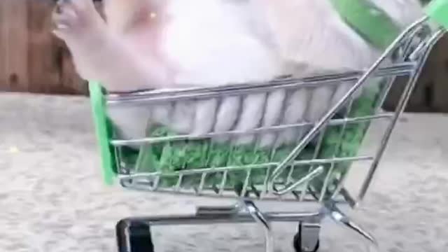 A dog sitting in a shopping cart