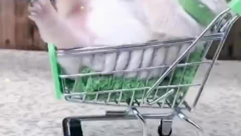 A dog sitting in a shopping cart