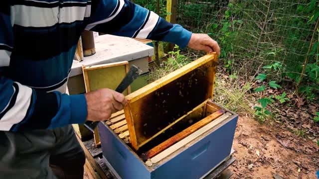 Apiary #22 Silent queen replacement - 1 beekeeping queen breeding