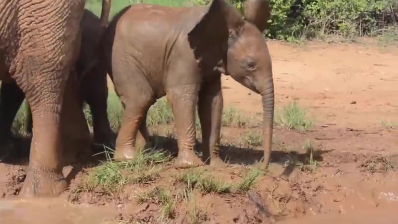 Best Funny and Cute Baby Elephant Videos