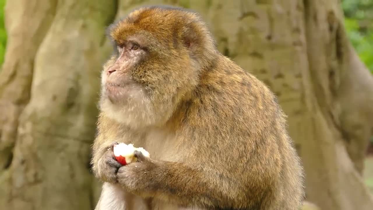 See How Monkey Eating Apple