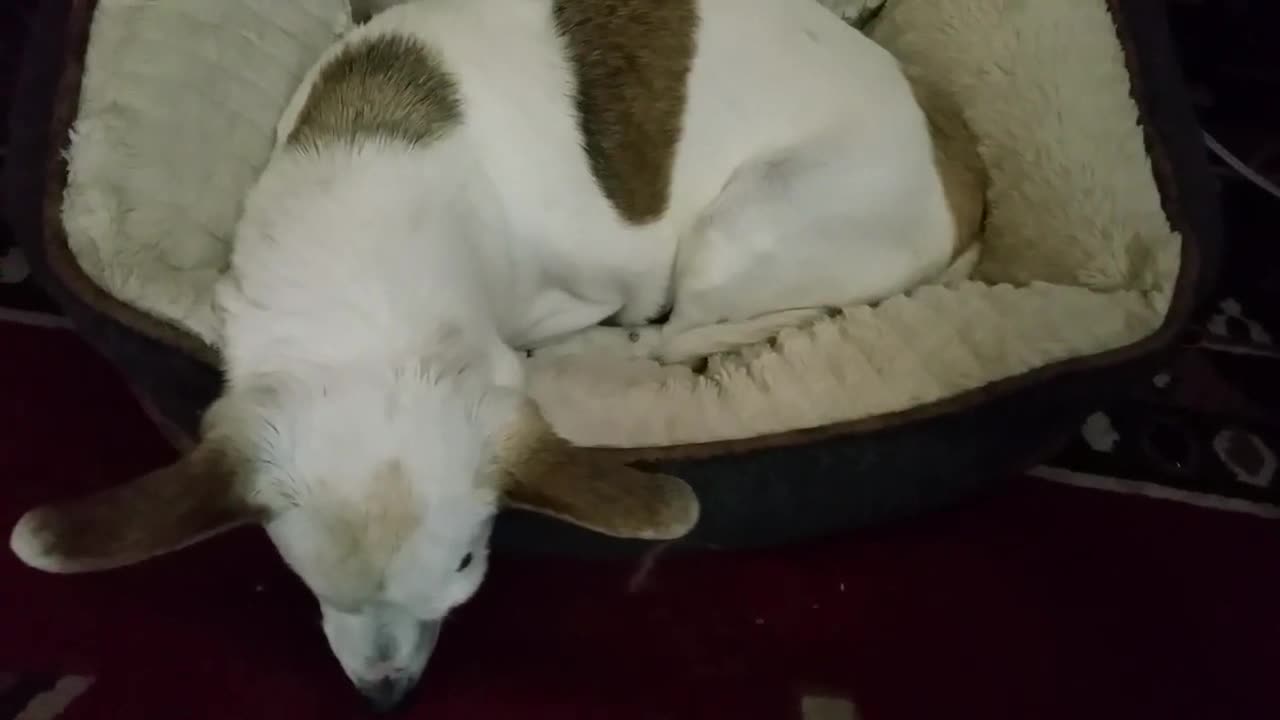 Dog Snoring