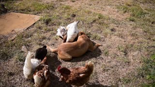 Dog and Chickens