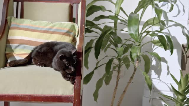cute kittens with laziness 2021