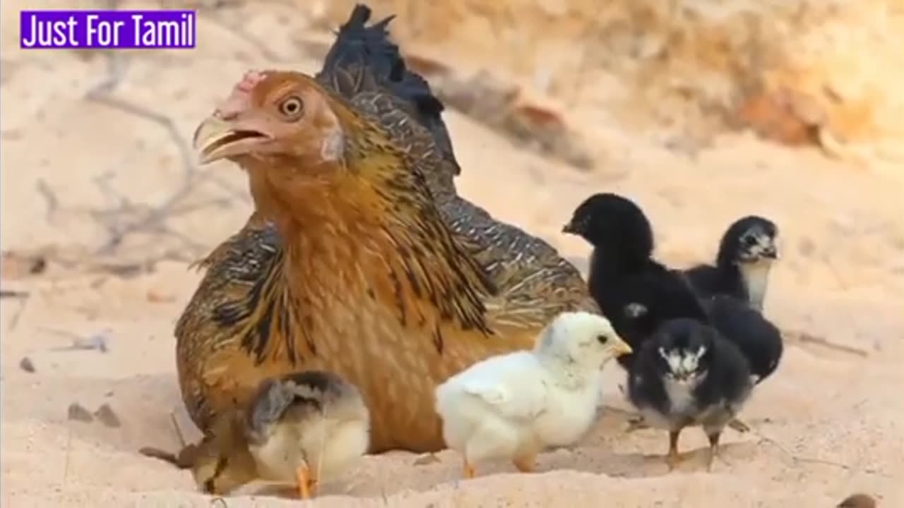 A braviest mother chicken fights with eagle for her loved chicks..