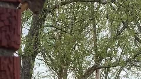 Upset Squirrel talking