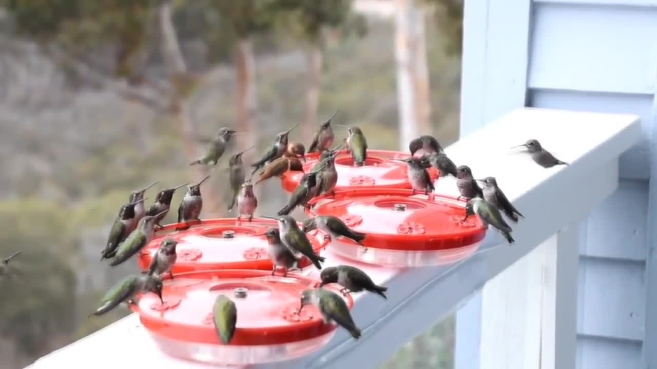 Dinner Time for Swarms of Hummingbirds