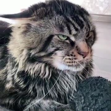 the dog wants to play, the cat is very serious