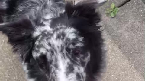 Australian Shepherd gos for a walk by himself on the leash