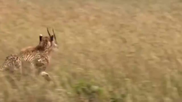 Leopards run so fast