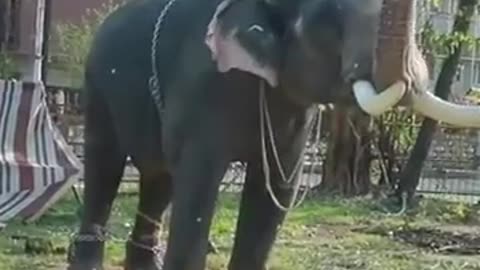 Erattupetta Ayyappan . .