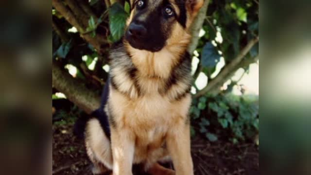 German Shepherd Dogs. The mort inteligent dog in the world