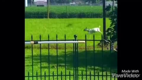 Funny Chickens Chasing kids.