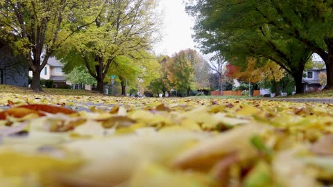 Dancing Leaves , Amazing Fall