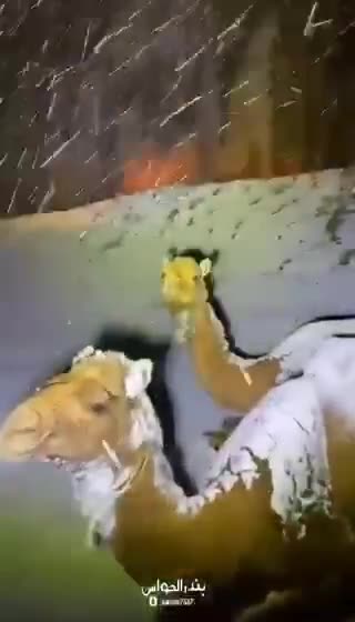 It is snowing in Saudi Arabia