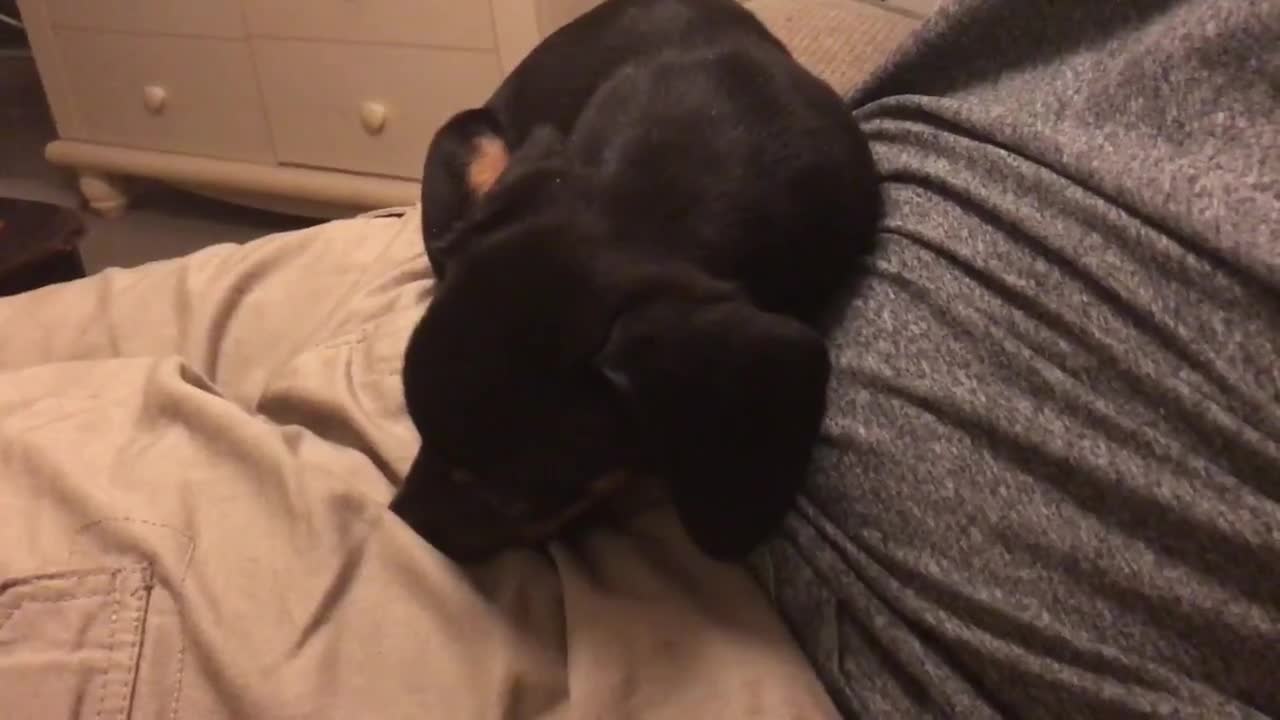 Hipo no deja que un cachorro de Dachshund se quede dormido