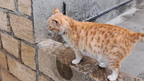 A cute yellow cat is looking for its owner. The owner prepares food for the cat.