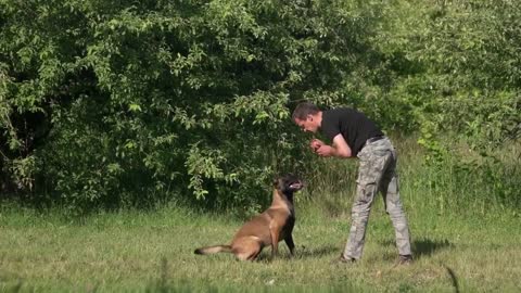 Dog training video