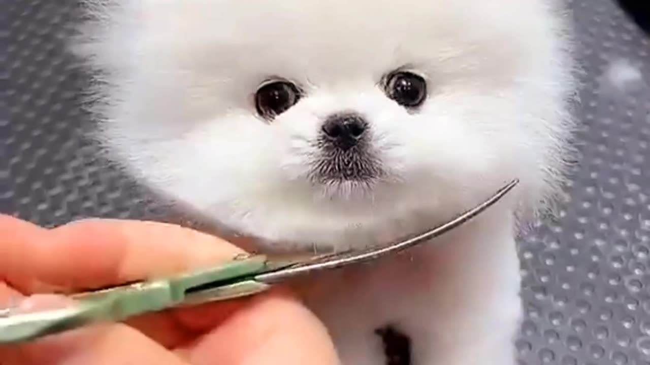 🐶✨️"White Puppy Grooming: Haircut Time"❤️🐶