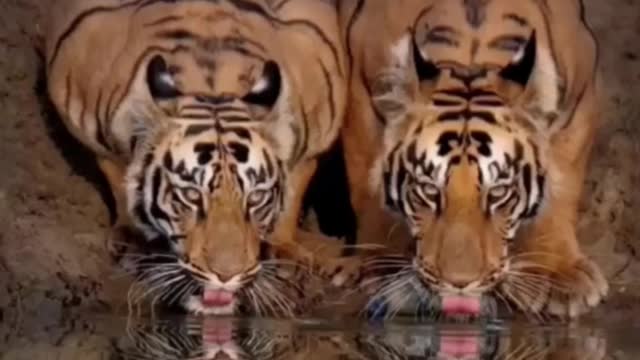 Two tigers drinking water side by side. It's so cool