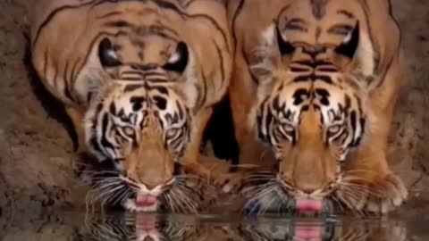 Two tigers drinking water side by side. It's so cool