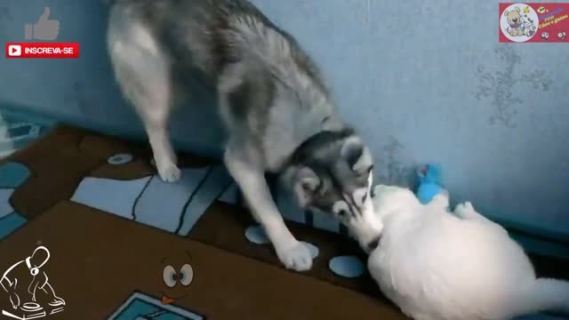 Best Dog Videos 2021#Husky