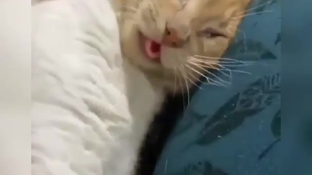 Sweet and funnycat