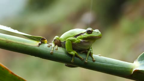 green-frog-resting-on-a-branch