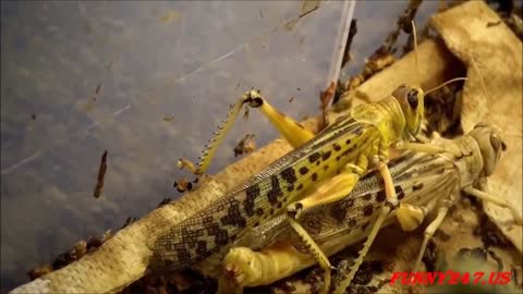 Locust Mating And Giving Birth.Locust Mating And Giving Birth.