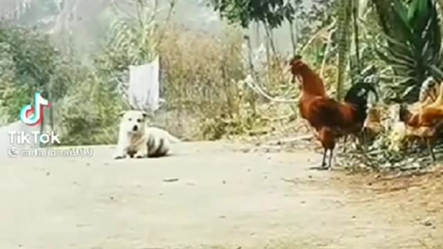 the cute dog and chicken