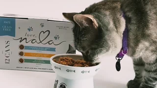 Cute cat video with food video satisfying world best