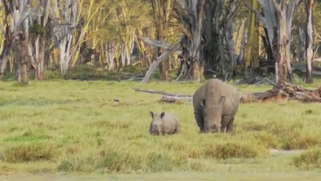 Baby rhino