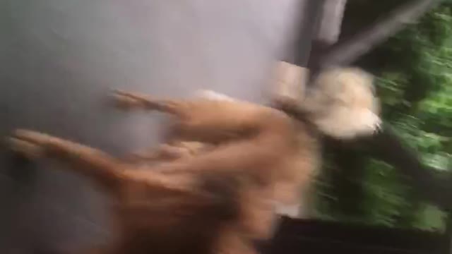 Tibetan husky dog ​​and a dog of unknown origin :) are playing