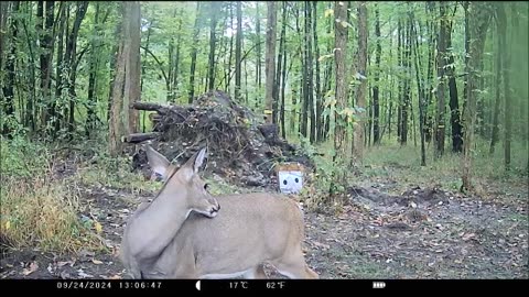 Doe at My Target Range